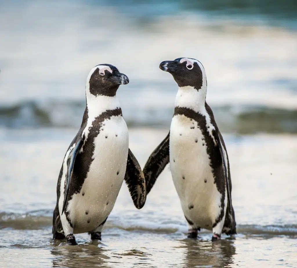💔African Penguin on the Brink of Extinction
Once, millions of these birds graced the coasts of South Africa and  Namibia
Today, fewer than 32,000 remain in the wild—just 1% of the  original population
Starved by over fishing as humans consume the ocean
birdlife.org/news/2024/11/2…
