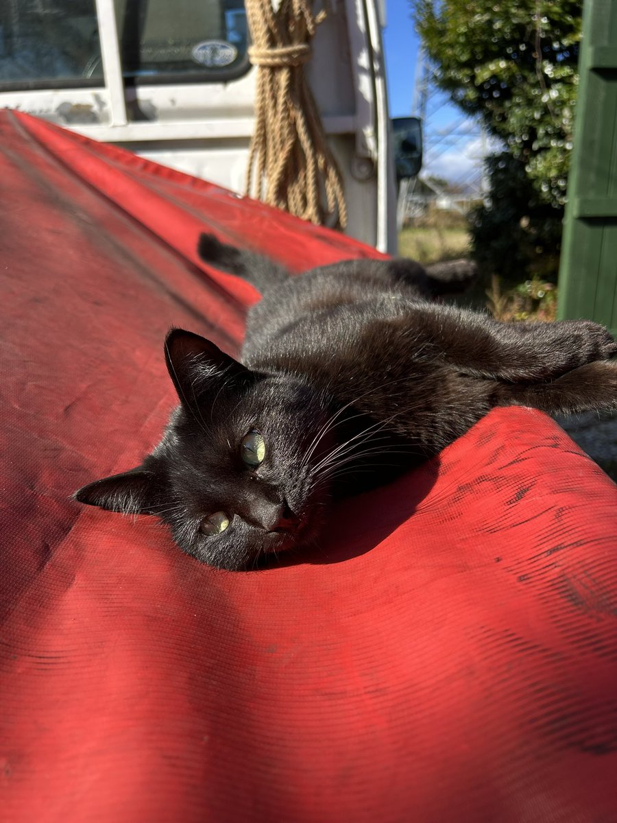 giantrogo's tweet image. 陽射しが嬉しい季節