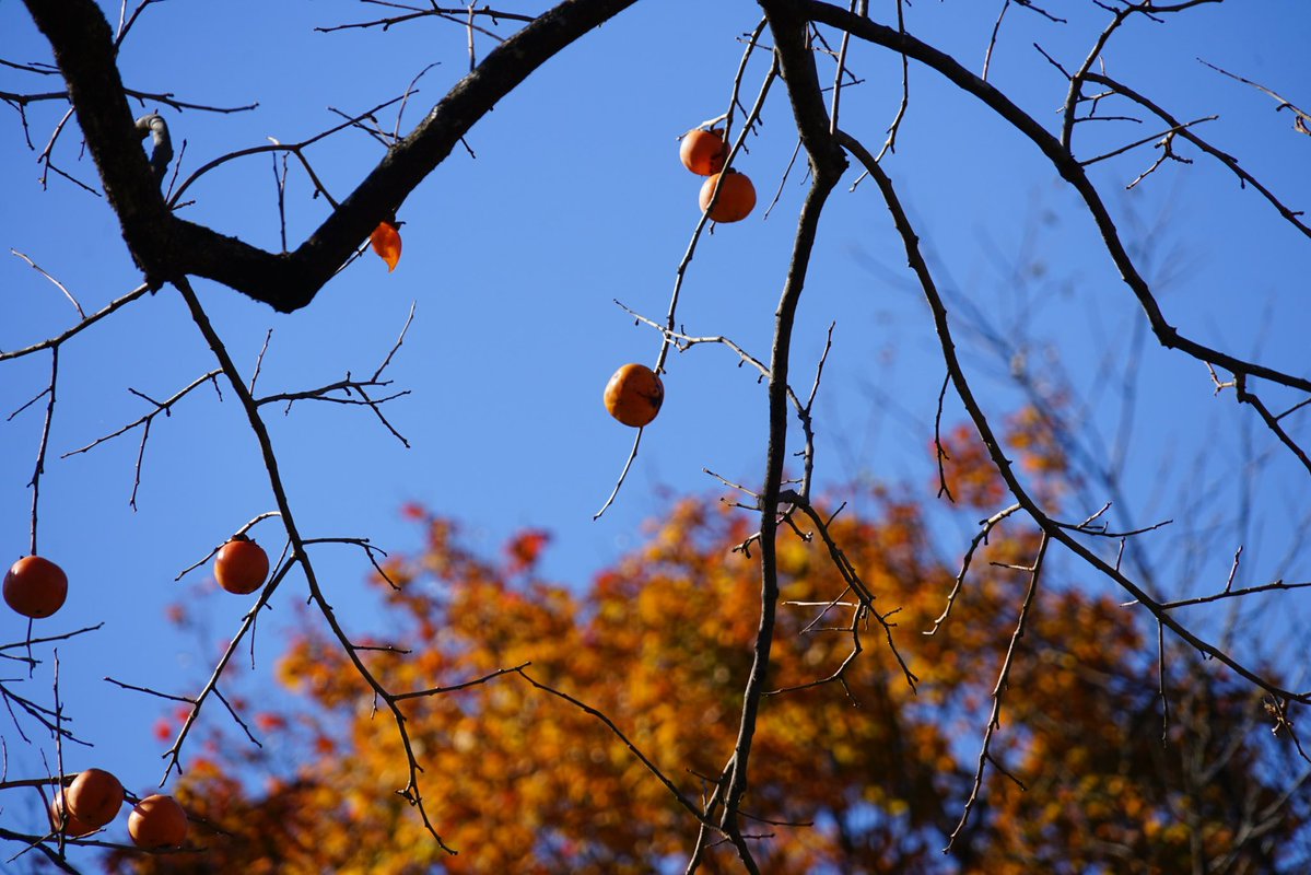 giantrogo's tweet image. 陽射しが嬉しい季節