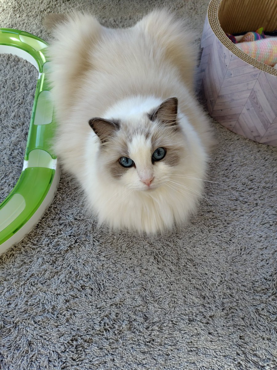 本日のSaphir 美しいガルウィング💯 #ラグドール #Burst卒業生