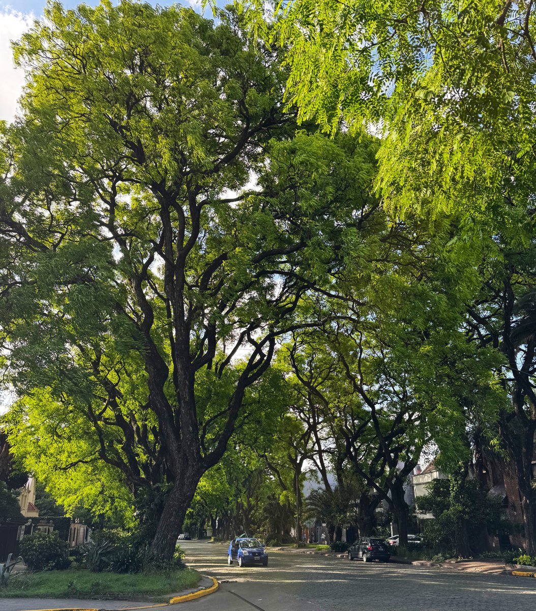 MathiasChu's tweet image. Si los cryptobros pasan por av melián en dos semanas los tenemos acá pagando impuesto al cheque e IIBB