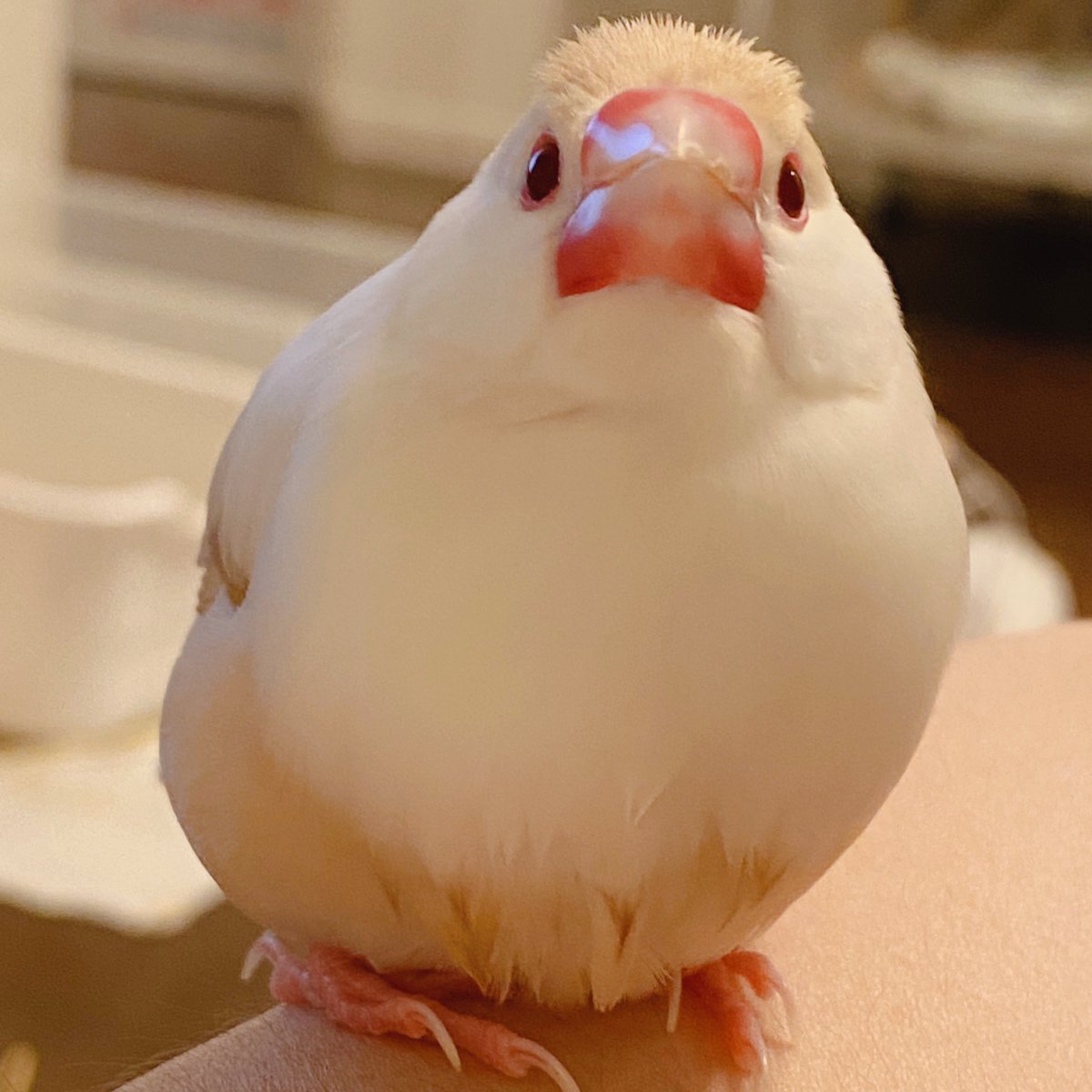 今日の「カバー小鳥」はぴよまるちゃん（クリーム文鳥）です。きゅるきゅるお目めとつやつやくちばしがキュートすぎるっ💓
#クリーム文鳥 
kotoribu.com