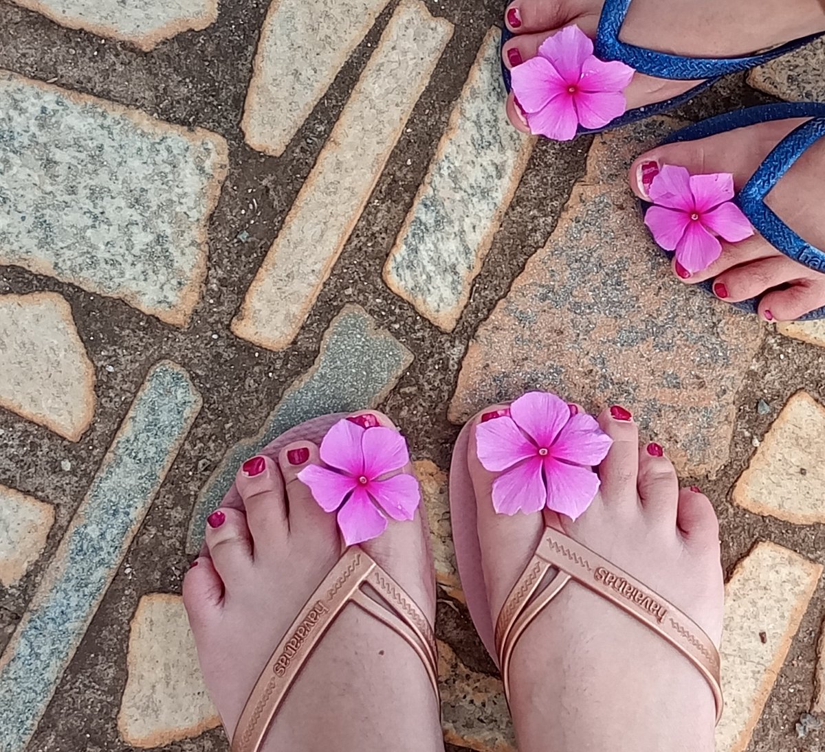 PisandoS25196's tweet photo. Flores alegram seu dia? Aqui vai flores pra vcs, meus chulézentos.
#femdom #fendom #packdope #vendopackdope #vendopack #podolover #podo #podolatria #fetishempé https://t.co/0ta4vwQy5a