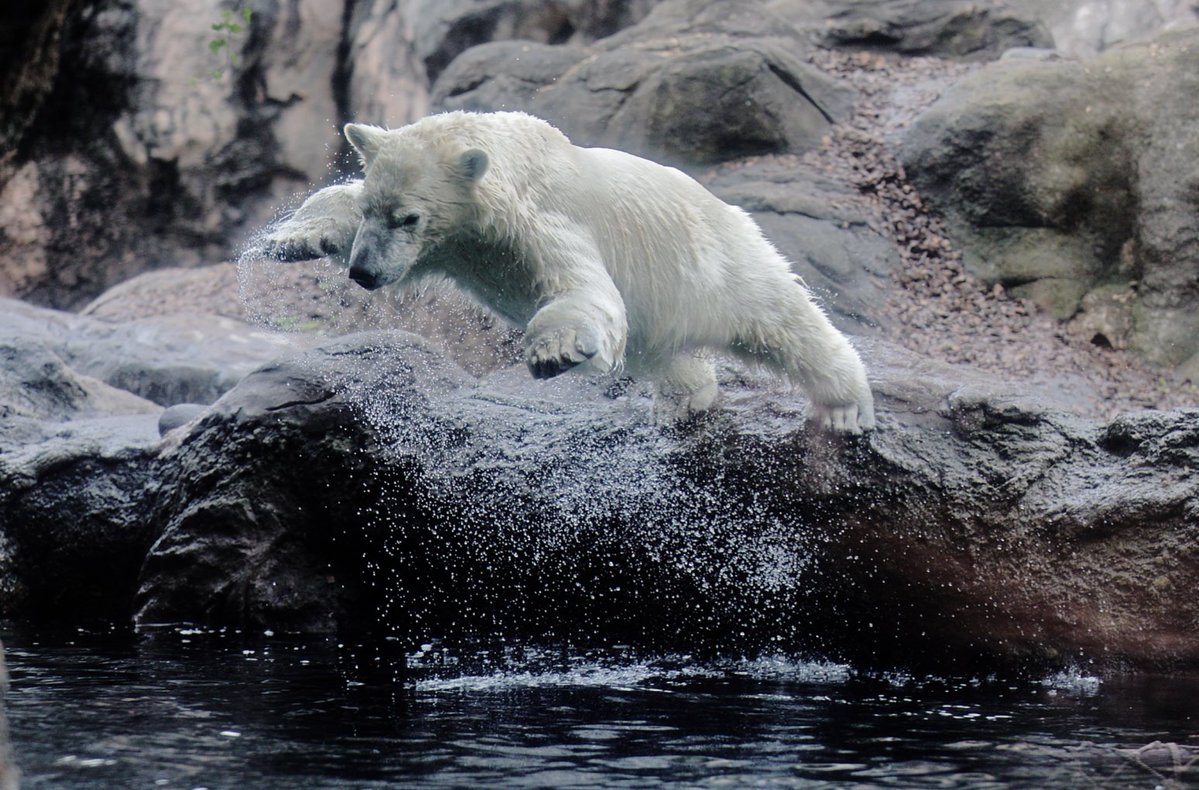 sirokuma_0005's tweet image. ダイナミックにじゃーーーんぷ！！！！
ライちゃんは今日も元気いっぱい！！
(｀・ω・´)

#ズーラシア #ホッキョクグマ #PolarBear #動物園