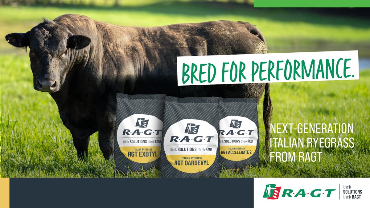 RAGTAU's tweet image. Bred for Performance. Built for Results. 
Looking for top yield, prime feed, and season-long resilience. RAGT Italian ryegrass delivers performance you can count on: ragt.au/italianryegras…
#ThinkSolutions #ThinkRAGT #RAGTAustralia #Pasture  #ryegrass #pastures #ragtseeds
