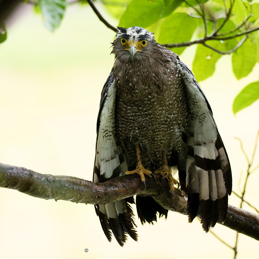 雨降り後は羽を干す！！

カンムリワシ。