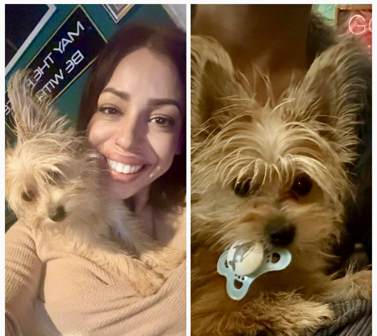 potofgold77's tweet photo. My little sidekick. The minute I get in from work, she jumps on my shoulder!
Definitely a girl’s best friend.❤️ https://t.co/reuZUWuhmo
