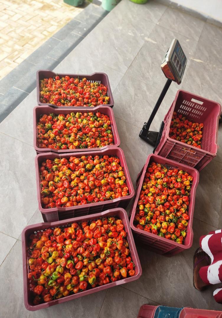 RealAgbekunrin's tweet photo. Fresh habanero pepper available πΆοΈ
Aromatic, hot and farm-fresh.
Wholesale & retail β’ Fast delivery
DM to order!
Your support keeps farmers going ππ½
Kindly RT β€οΈ
#RealΓgbΓ¨kΓΉnrin #FarmersVoice #FarmFresh #SupportAFarmer https://t.co/zPVtsgIdky