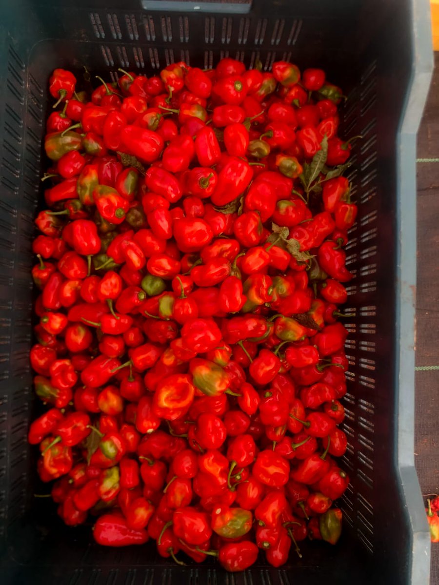 RealAgbekunrin's tweet photo. Fresh habanero pepper available πΆοΈ
Aromatic, hot and farm-fresh.
Wholesale & retail β’ Fast delivery
DM to order!
Your support keeps farmers going ππ½
Kindly RT β€οΈ
#RealΓgbΓ¨kΓΉnrin #FarmersVoice #FarmFresh #SupportAFarmer https://t.co/zPVtsgIdky
