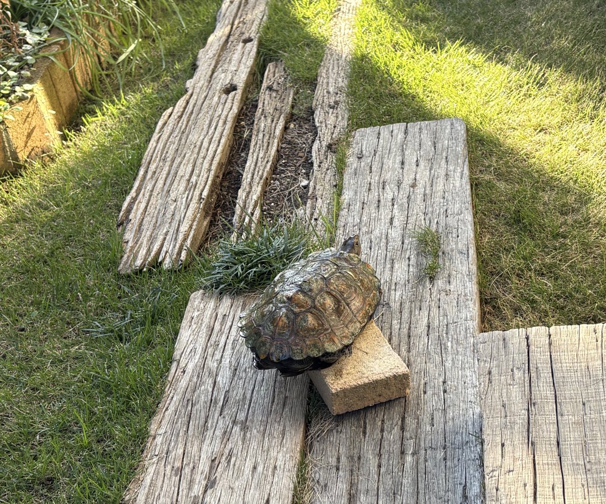 久しぶりのにわんぽ
なぜかレンガの上に…((( *艸))ｸｽｸｽ