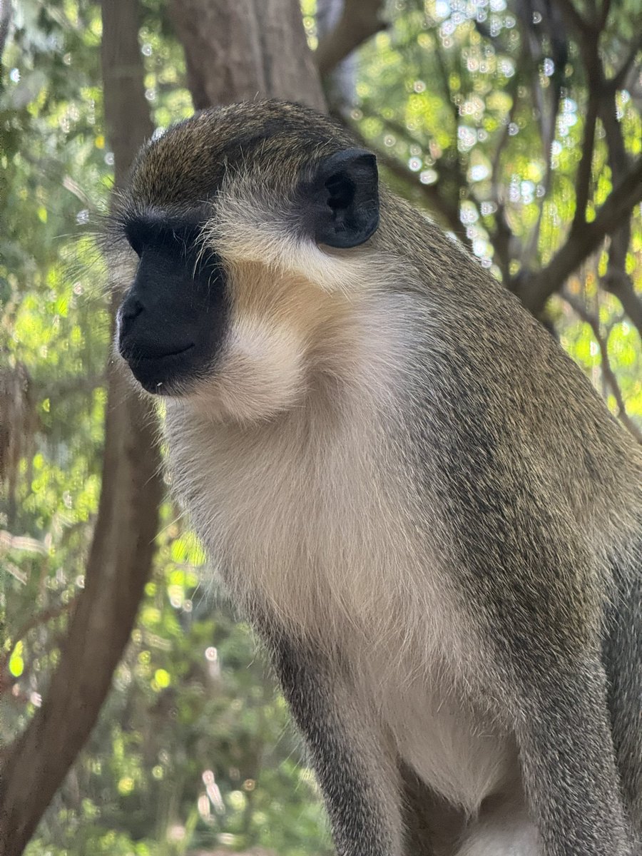 emmiwuks's tweet photo. Grandpa Monkey on the tree, watching over the younger ones below. fatherly love 😁.
I gave them plenty Bananas  for dinner 🍌

Don't tagg Chabba pls, these monkeys must leave for another 100 years 🙏😂🏃

#NIG2USA #adventure #Gambia https://t.co/kzPl0GMoab