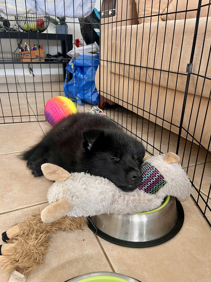 אני הולך לעשות מעשה שלא יעשה ובמקום חתולים לשים תמונה של כלבלב חמוד כרגע  תכירו את התינוק החדש שלנו ברוכים הבאים פאצ׳ תנעמי 
#להחמיד_את_הפיד