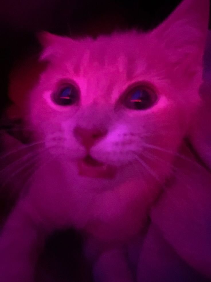 wewo🍯 tweet media