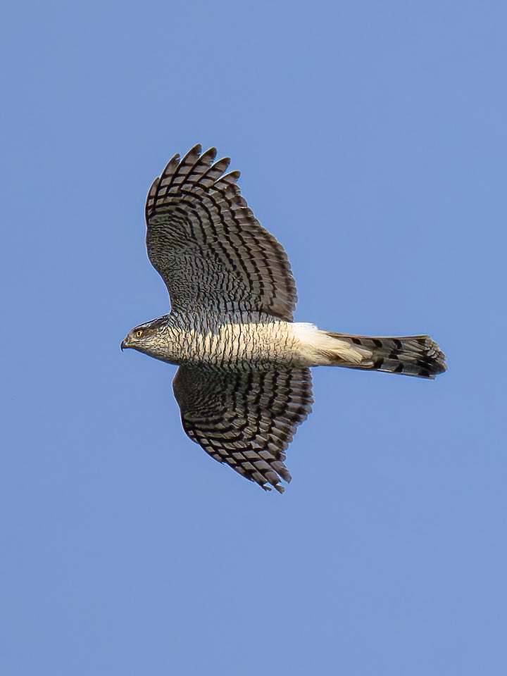 #ハイタカ #猛禽類 #野鳥 #bird