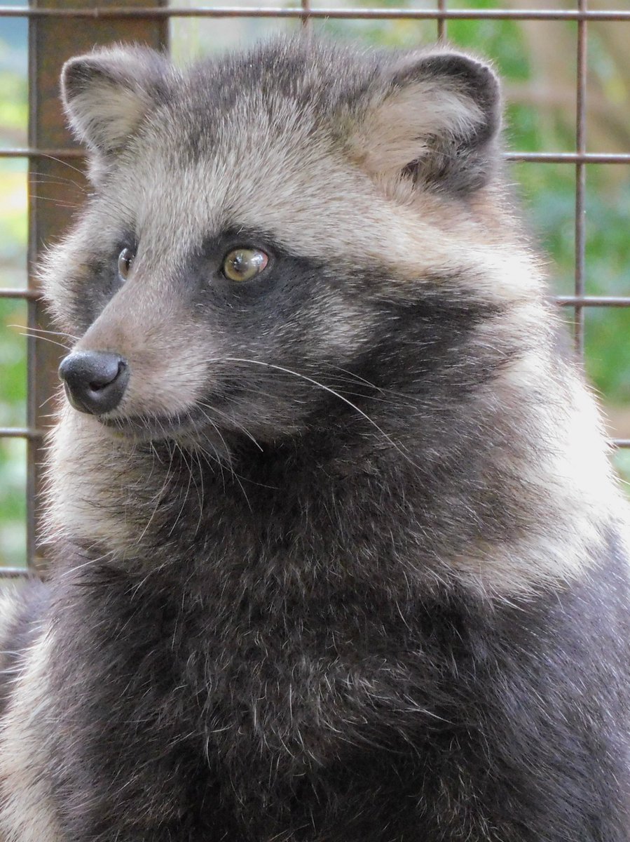 おはたぬ！
#市原ぞうの国 #ホンドタヌキ 
2025年11月