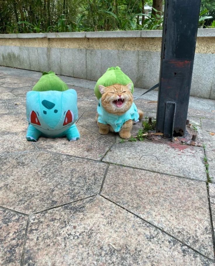 Pokémon Daily tweet media