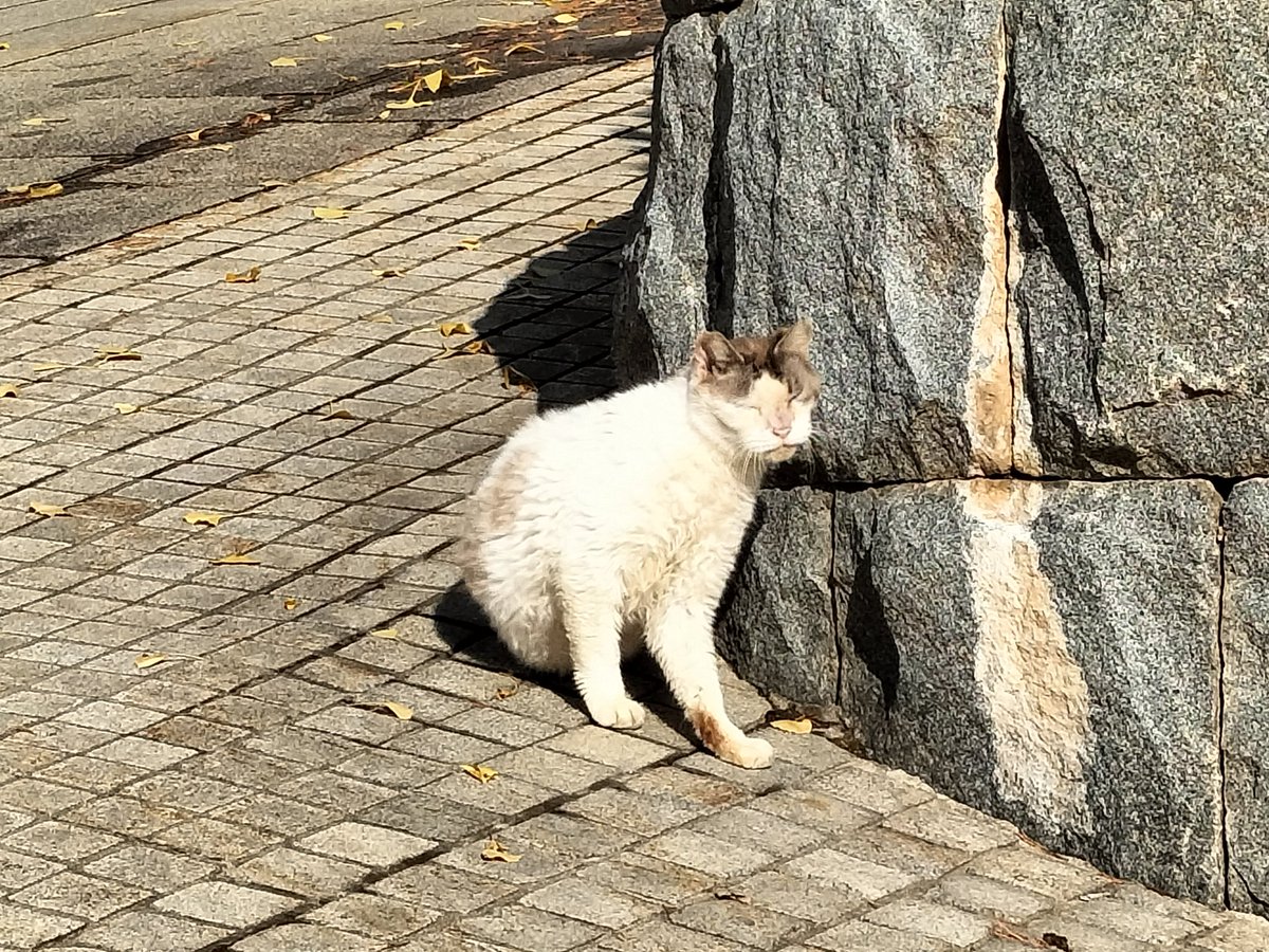 EtoHitonori's tweet image. ＃小樽よいとこ ＃猫写真
熊 問題は太陽光パネルや風力発電で住処が無くなった事か🐞
もしそうなら 再エネはいらん🤡