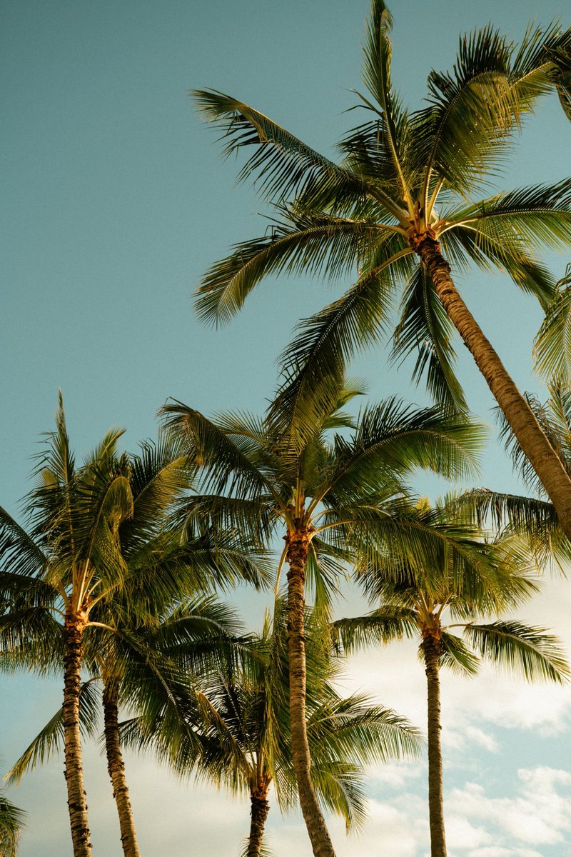 MarleyCoffee's tweet image. Turn up the music, pour your cup and move at the pace of the waves. Bring a little bit of Jamaica to your everyday. 🇯🇲☕️💚

Order your next vacation 🌴 via our assortment online thru Amazon and in grocery stores in Canada.
#TropicalVibes #MarleyCoffee