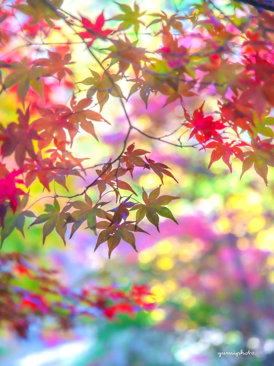 🍇 ゆゆまる ♋️ (@yuyumaru_718) / Posts / X