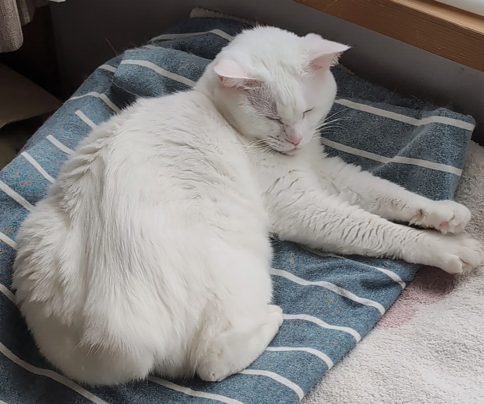 アチャ (@acha_acha04) / Posts / X