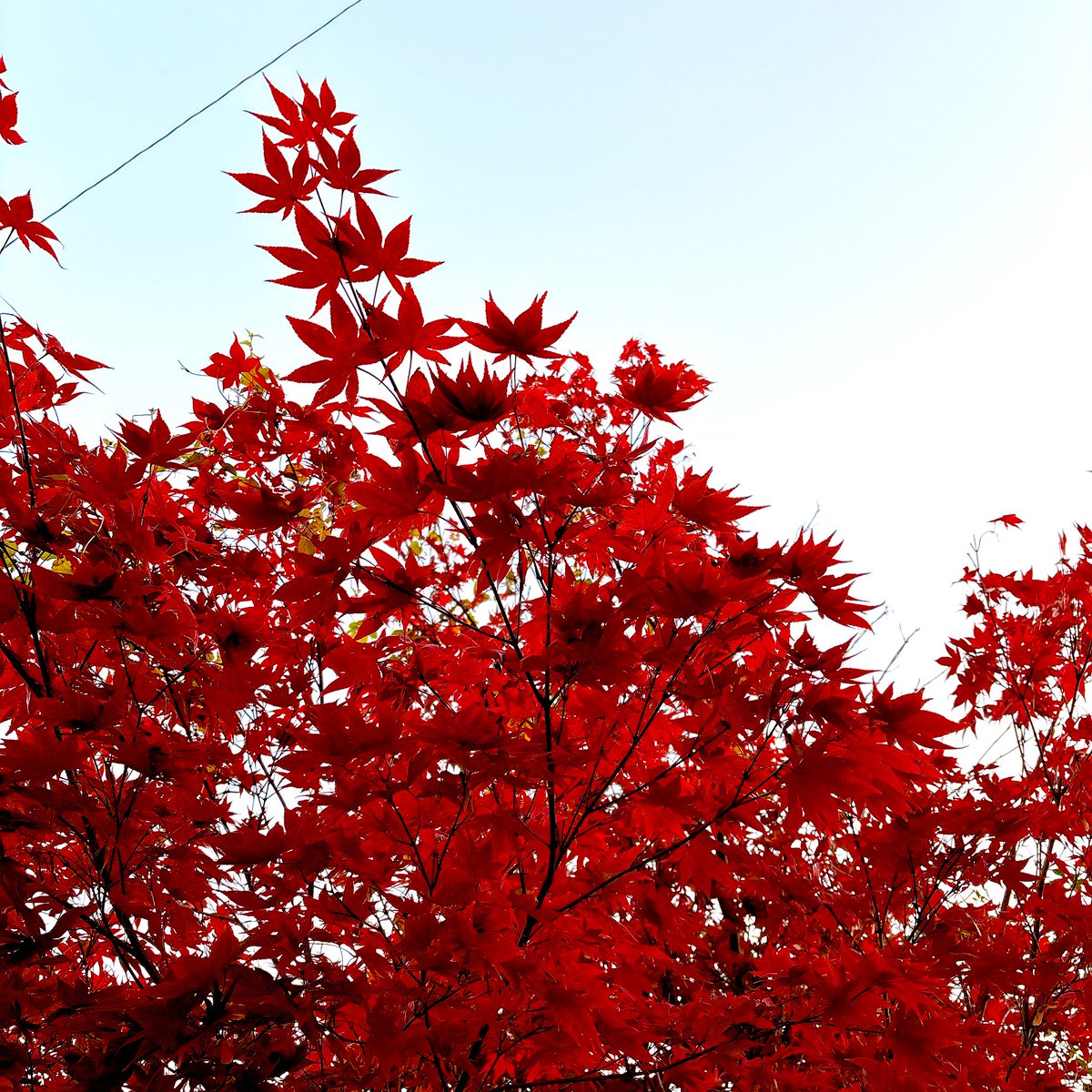 お手軽に秋を楽しむぞい