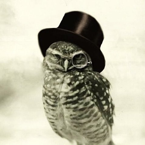 JadeS_960's tweet image. Day47
#owl #pcap