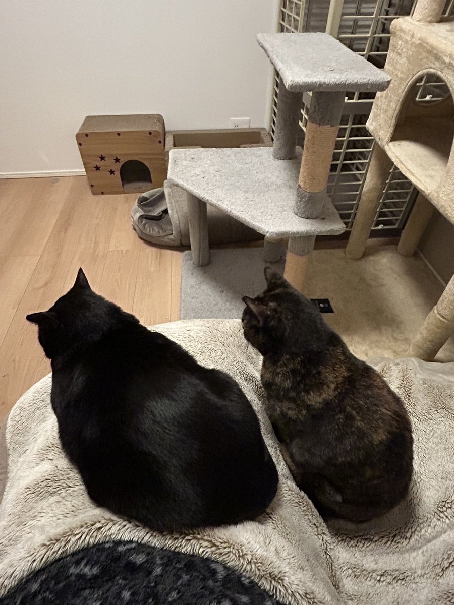 黒猫ロンとサビ猫ラムとお母さん tweet media