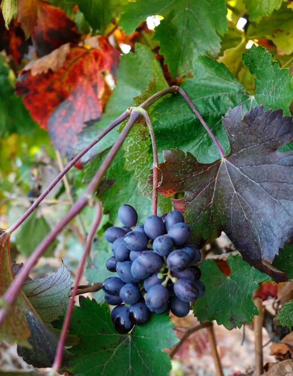 💬 Las hojas cambian de color y el viñedo se tiñe de dorados rojos y ocres es tiempo de calma después de la Vendimia de dejar que la tierra respire y de disfrutar de lo que viene.
.
.
#pardevalles #prietopicudo #albarin #doleon #vinodeleon #bodegapardevalles #leonesp