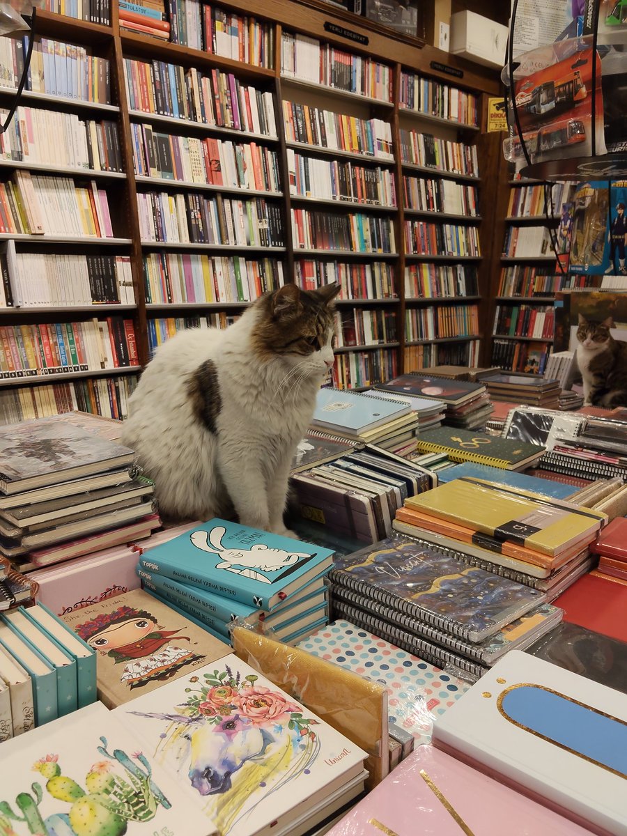 SezenHorozoglu's tweet photo. #kedi #kitap #sonbahar https://t.co/uDgRq8jgPy