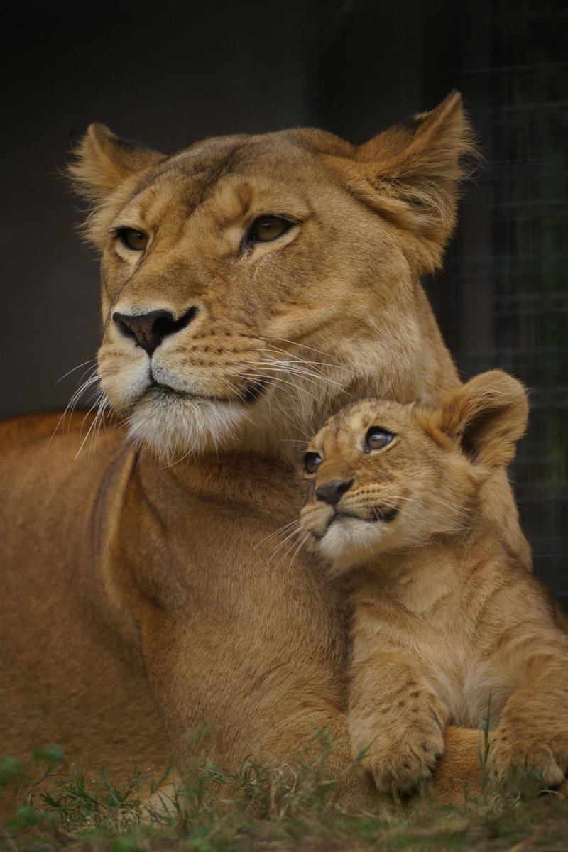 もっち (@mochi8bowpaw373) / Posts / X