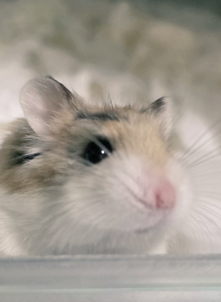 ham_record8686's tweet image. up(*ˊ˘ˋ*)｡♪:*°
 #ロボロフスキーハムスター
 #ELISA
