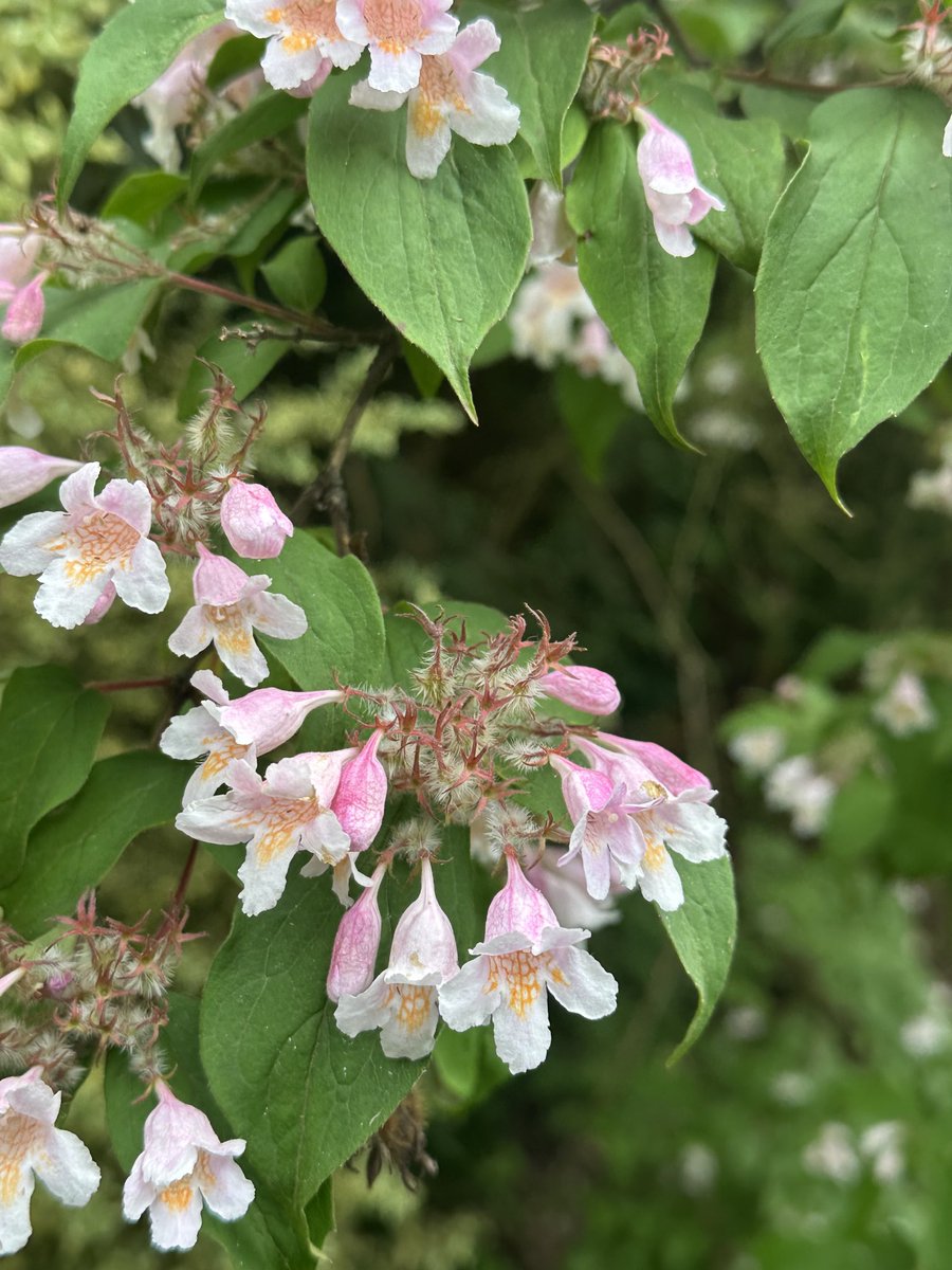 StephenGRyan's tweet photo. The Chinese Beauty Bush in full pink flight! #asatours   #cornus  #acanthus     #abcradio  #mtmacedon  #3cr #stephenryan #rareplants  #osmanthus   #dicksoniarareplants   #tugurium   #planttrust. #thehorticulturalists https://t.co/gm4FraqKgA