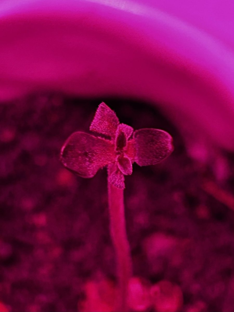 this freakshow baby sure is freaky 🌱
never seen anything like it before