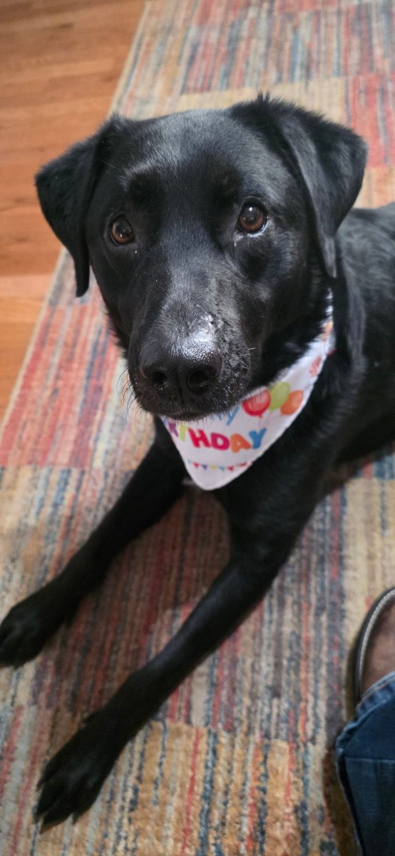 maxx__creates's tweet image. Birthday girl!! Sadie turned 3 today. My girl is growing up 🥹 (even if she doesn't act like it lol)

#pupper #dogsofX