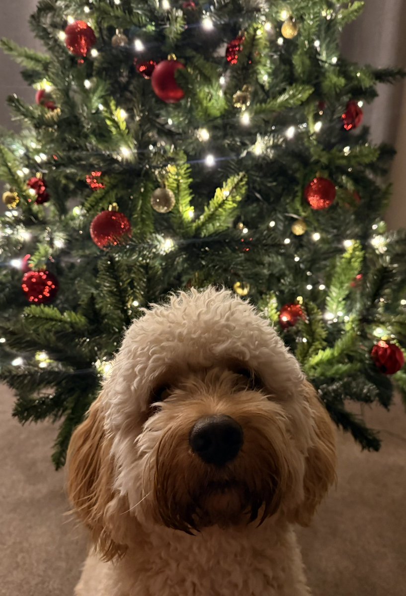 becca 🌺 tweet media