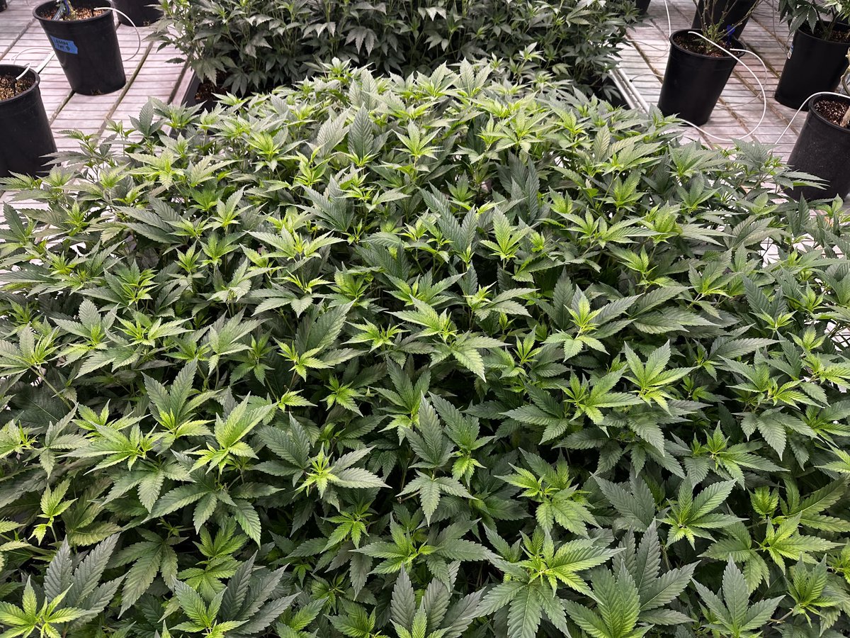 Sour Tangie ⁦<a href="/DNAGenetics/">DNA Genetics</a>⁩