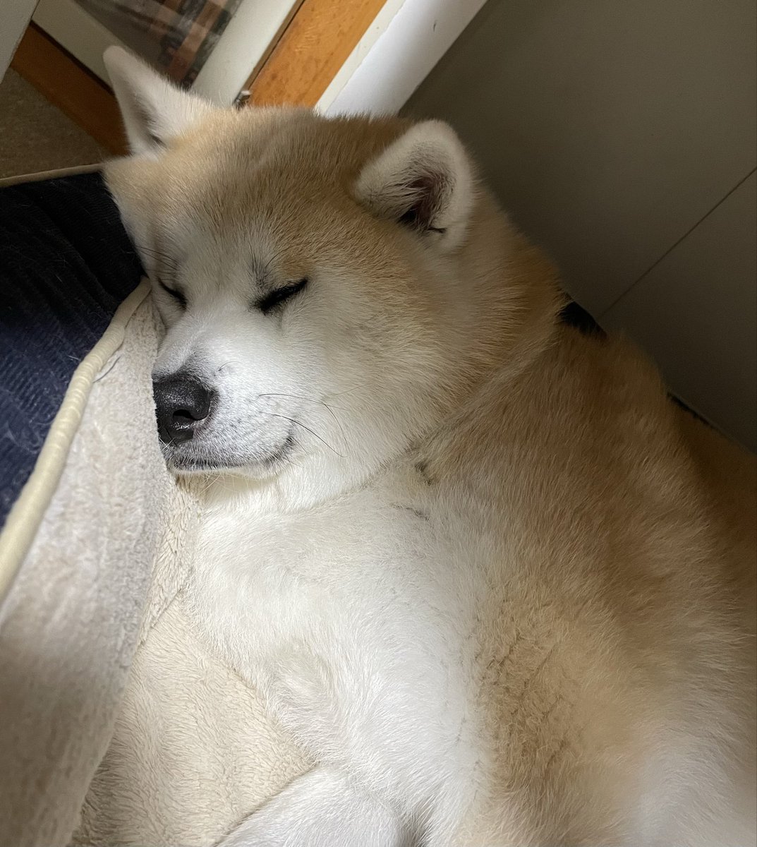 秋田犬 もも (@pepe222momo119) / Posts / X