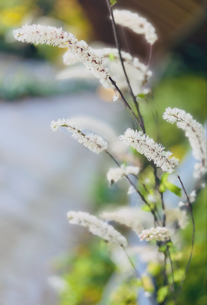 🍇 ゆゆまる ♋️ (@yuyumaru_718) / Posts / X