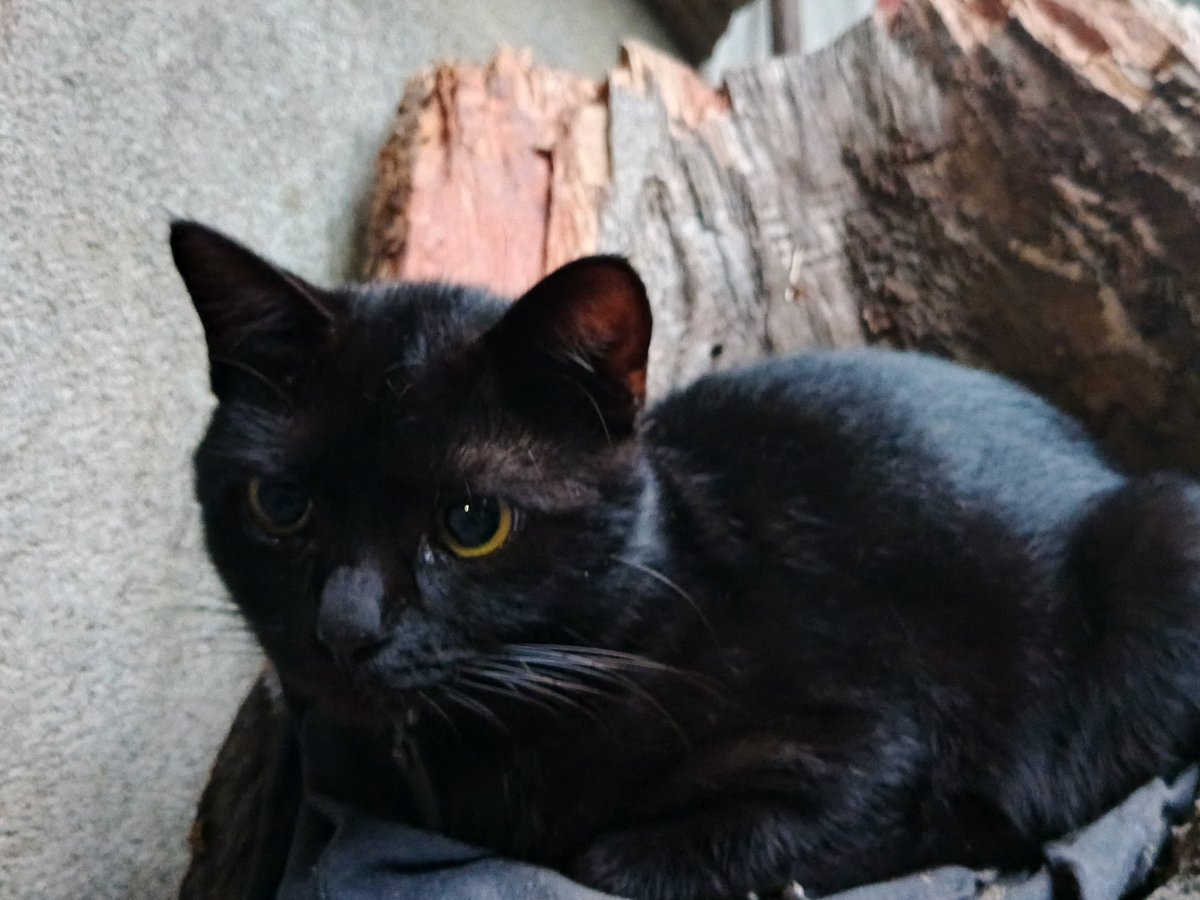 sandralyne_'s tweet image. I think I should have my cat model cause look at him!! Look at my son, everyone😔✋

#Cat 
#modelcat