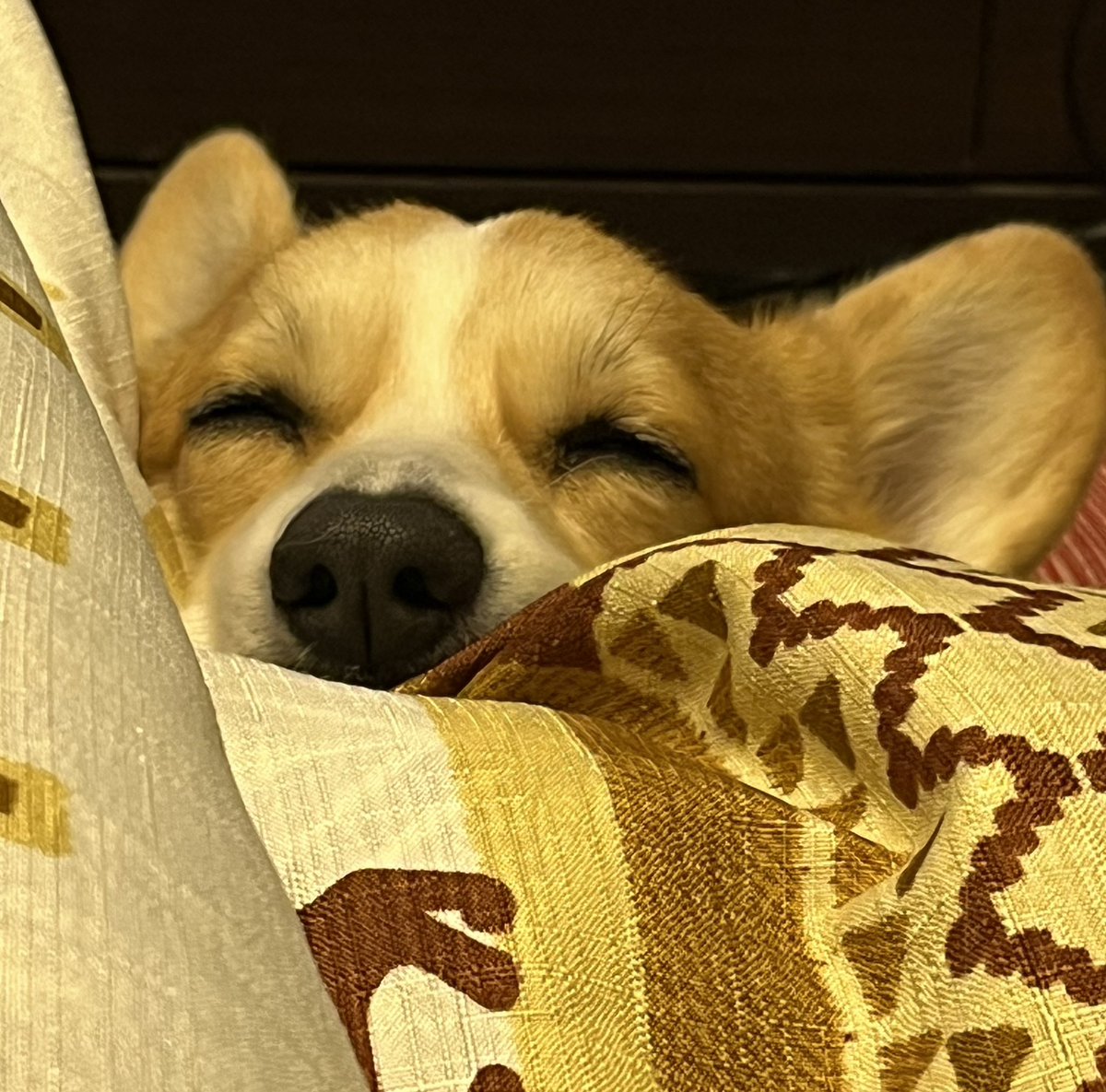 IQOXyLyFTg5E7z1's tweet image. 余は満足じゃ！🥰

 #コーギー  #いぬのいる暮らし  #corgi  #笑顔  #わんこ