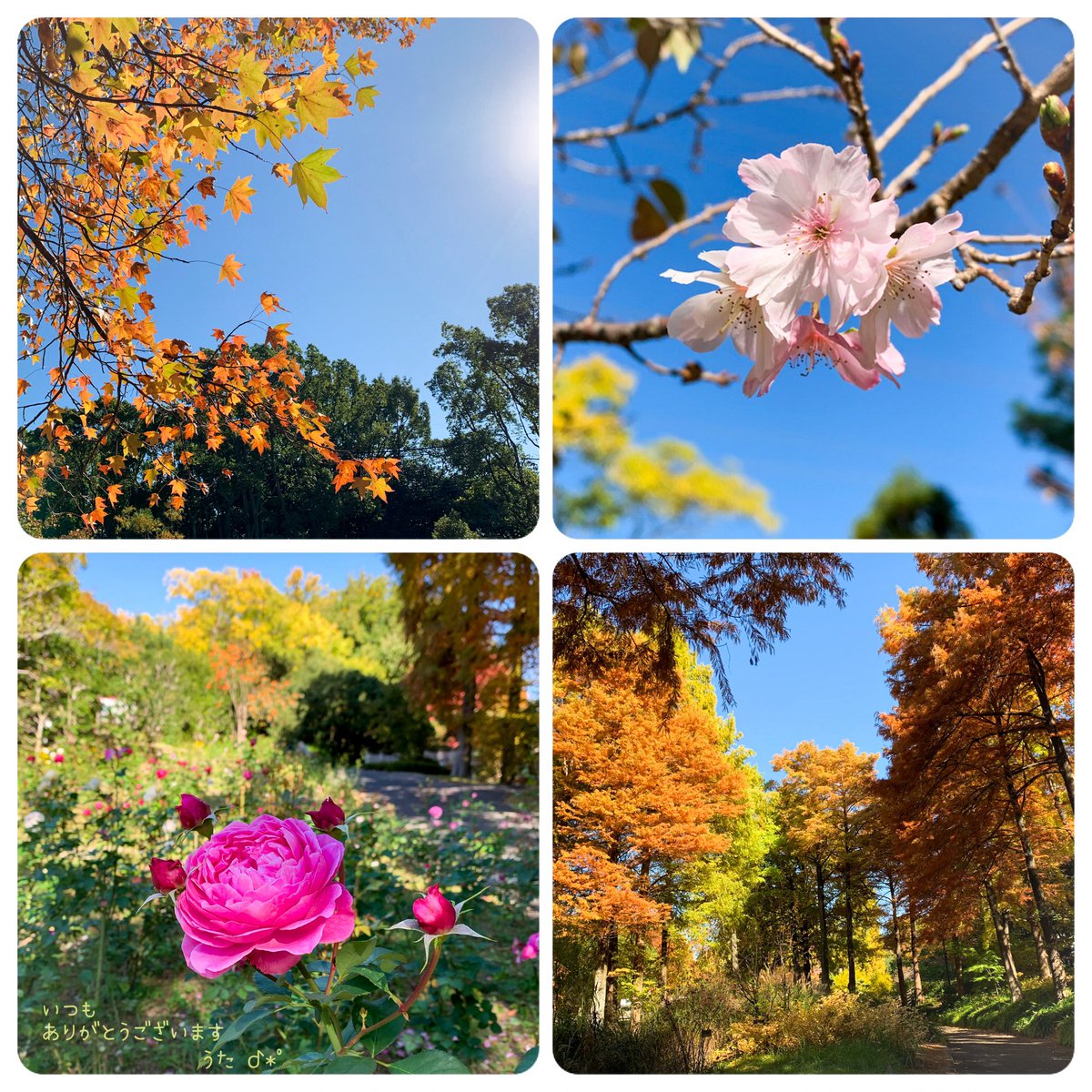 🍇 ゆゆまる ♋️ (@yuyumaru_718) / Posts / X