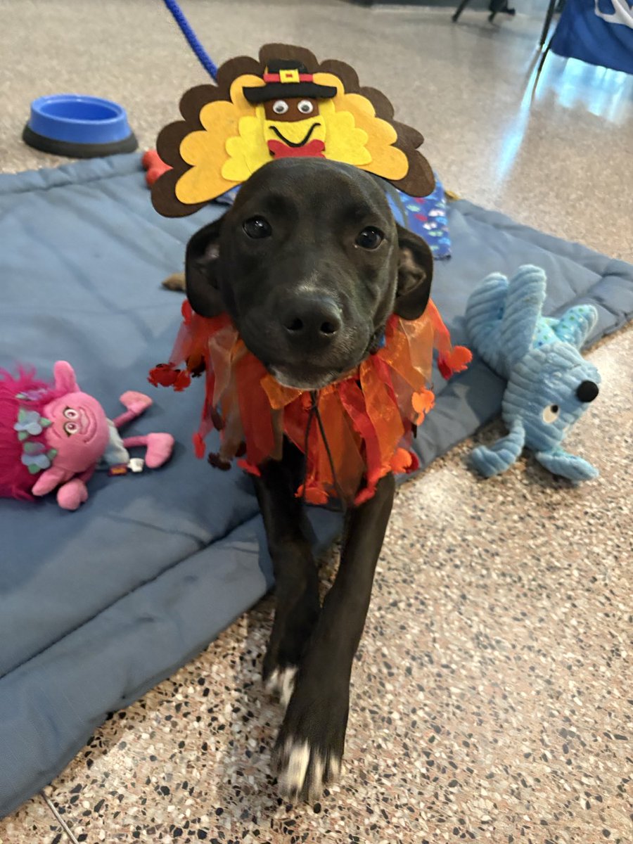This is Skylar and she’s available for adoption today at the ⁦<a href="/MemphisHustle/">Memphis Hustle</a>⁩ game at Landers Center 

She’s 5 months old and is a total sweetheart
