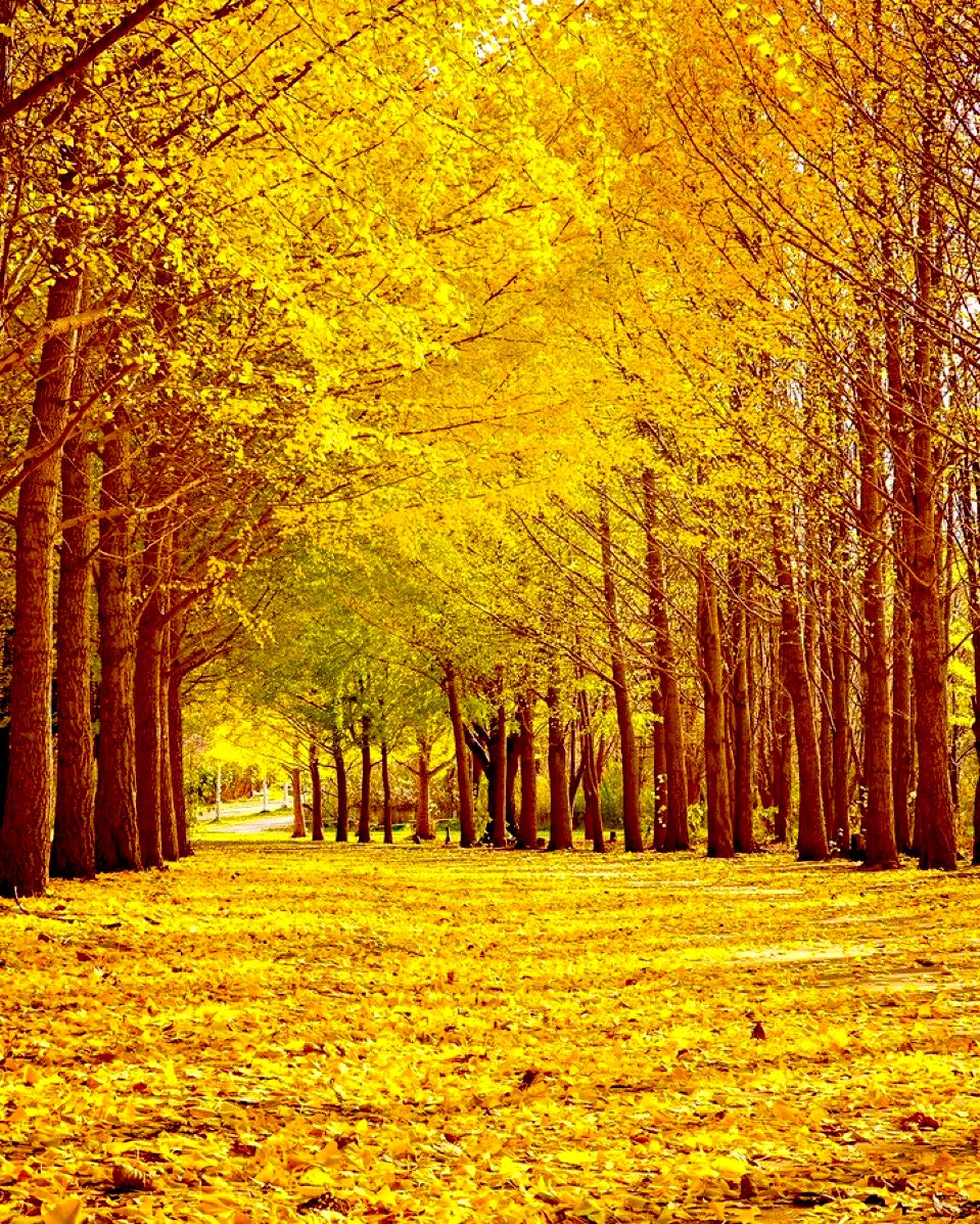 purenature_1's tweet image. Autumn colours 🍁🍂🌼 #fall #vibes