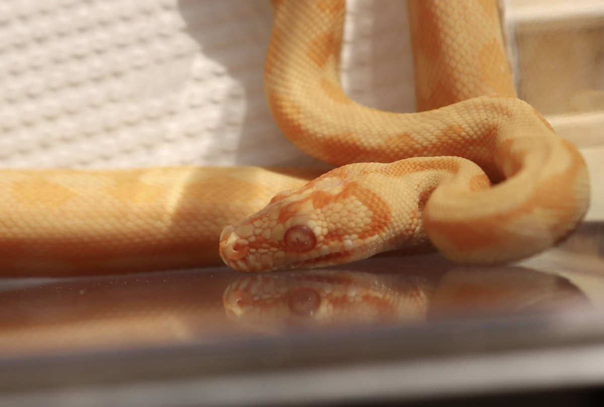 Dasoku_ya's tweet image. 【販売個体】
サングロージャガー♀

今年中まで15万円で販売いたします。
中継・遠方の発送も可能です。

気になっていた方はリプもしくはDMにご連絡ください。