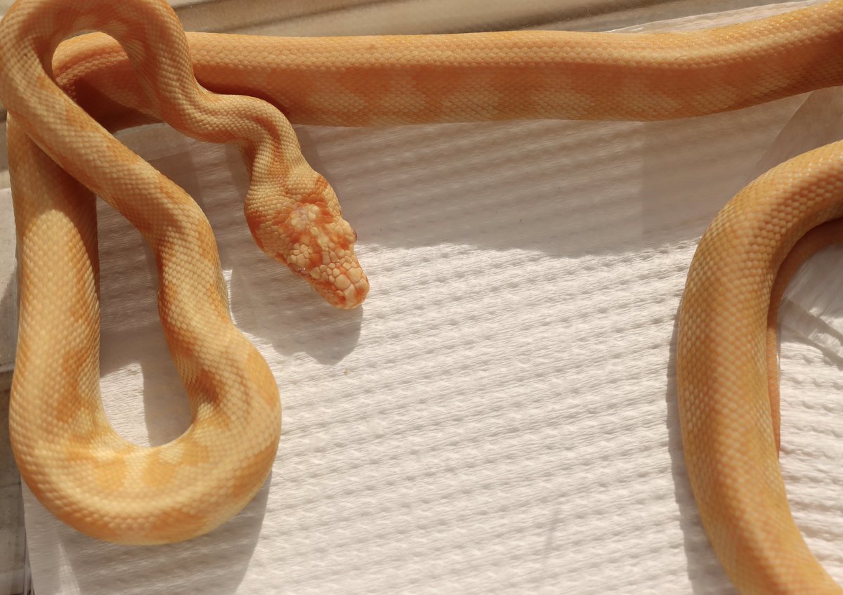 Dasoku_ya's tweet image. 【販売個体】
サングロージャガー♀

今年中まで15万円で販売いたします。
中継・遠方の発送も可能です。

気になっていた方はリプもしくはDMにご連絡ください。