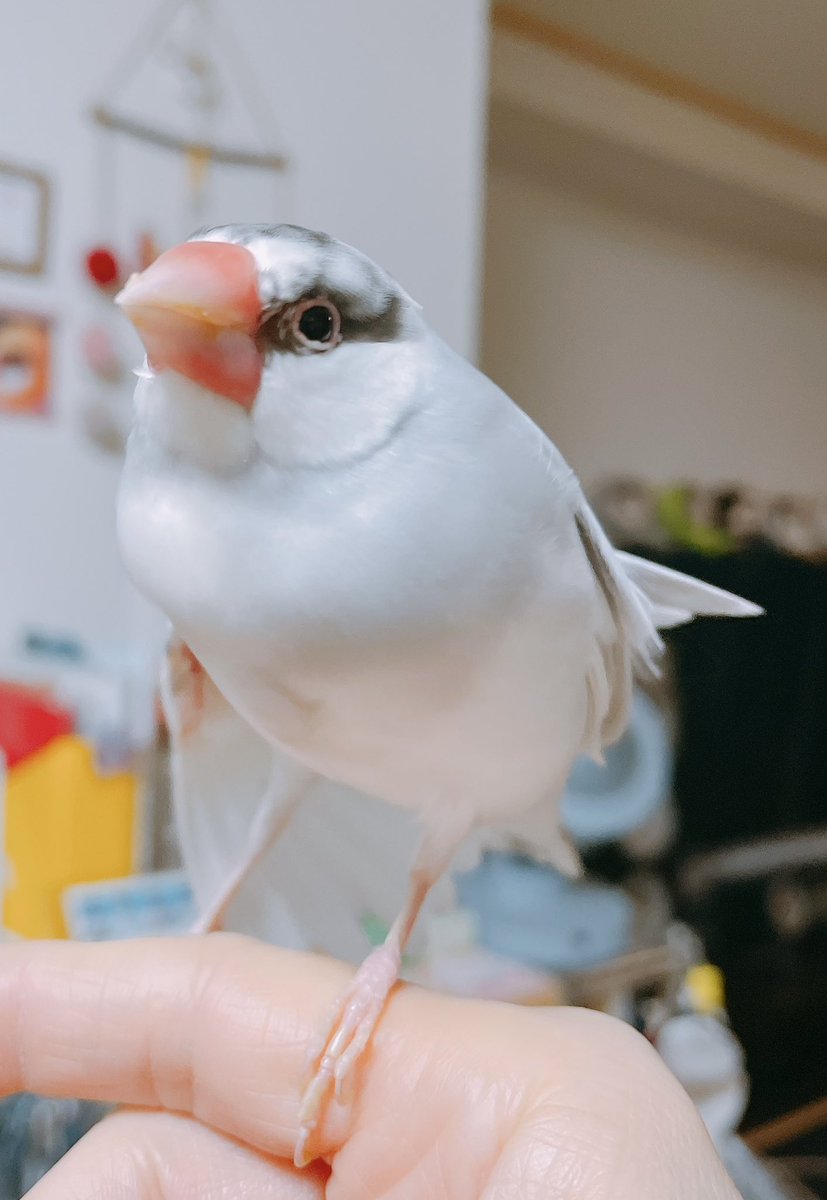 朝のまーぶる🎵

おはようございまス.サー🌸

今日も頑張っていきまっしょい🍀
#buncho