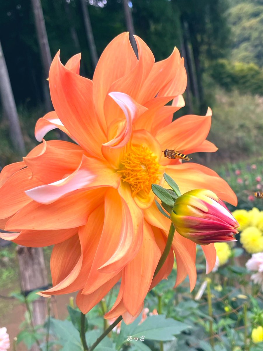 🍇 ゆゆまる ♋️ (@yuyumaru_718) / Posts / X