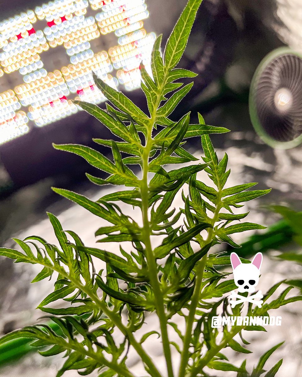 Loving these mutant leaves! Terpyz Mutant Genetics, Mentha De Croco feminized photoperiod. Growing in a Vivosun Grow Tent Pro Kit under LumaLight 200w.
<a href="/VIVOSUN/">Vivosun.official</a> <a href="/TerpyzGenetics/">TERPYZ MUTANT GENETICS</a>
#growyourown #ferntype #mutant