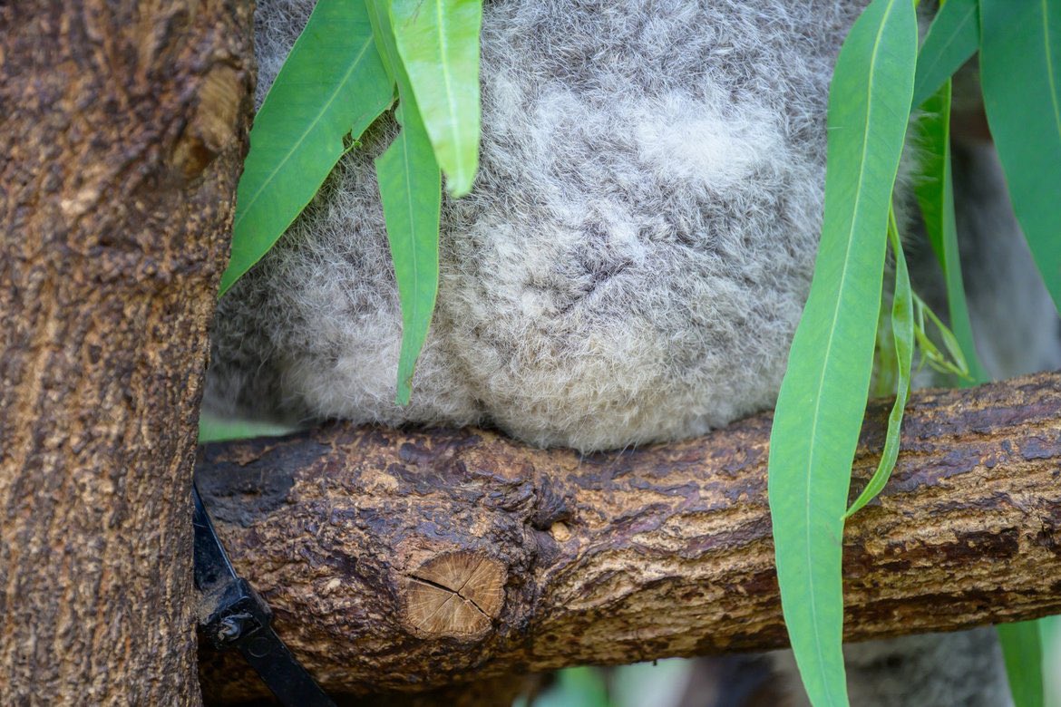 けつようび🐨
#平川動物公園 #コアラ