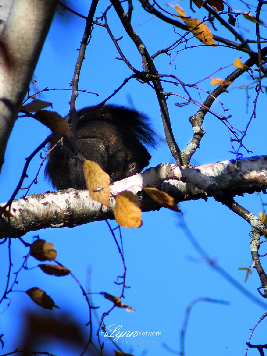 cellswordrin's tweet photo. Black Squirrel tucked and curled up for a nap on this #SundaySquirrel. https://t.co/qCrb6mYch5